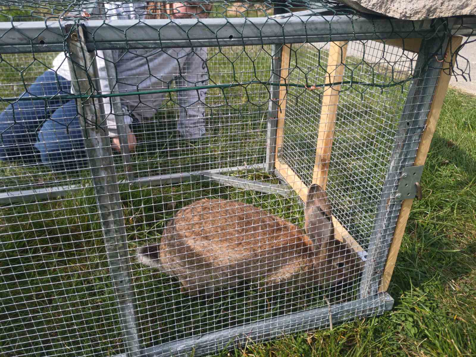 Esimene küülikumaja, mis valmis UUSTEE taastumiskeskuse iseseisva majanduse arendamise raames